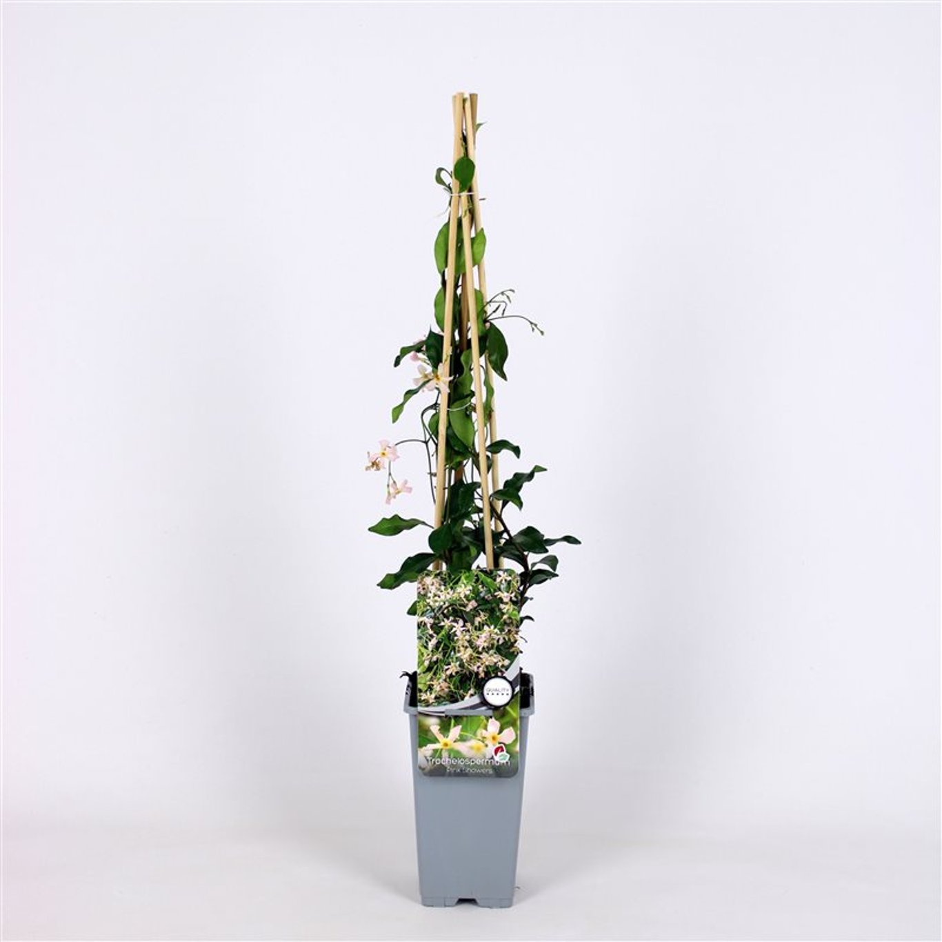 Trachelospermum j. 'Pink Showers' - C2 70/+ CM